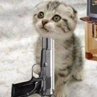 🔫 cat, kitten, gun, weapon telegram sticker