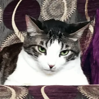 😐 gatto, animale domestico, animale da compagnia, felino, mammifero telegram sticker