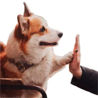 🙏 perro, corgi, choca esos cinco, mascota, animal, amistad, lindo telegram sticker