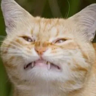 😑 cat, animal, meme, funny, orange, feline telegram sticker
