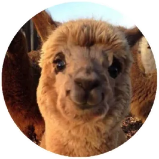🙂 alpaca, animal, llama, cute, funny, farm animal whatsapp sticker