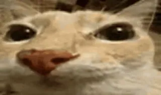 😺 Katze, Meme, Tier, Lustig, Haustier, Süß telegram sticker