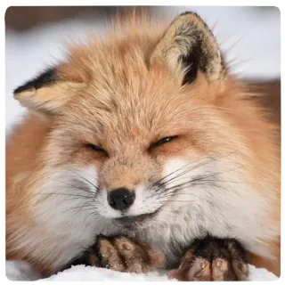 😏 fox, animal, wildlife, cute, mammal telegram sticker