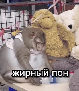 🤤 жирный пон ลิง, ตุ๊กตา, ข้อความ, รัสเซีย, สัตว์ whatsapp sticker
