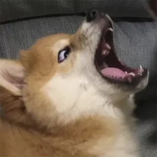 😡 chien, corgi, animal, mignon, bâillement telegram sticker