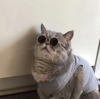 😎 кот, солнцезащитные очки, домашнее животное, крутой, животное telegram sticker