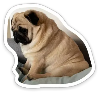😟 dog, pug, pet, animal, cute, domestic animal telegram sticker