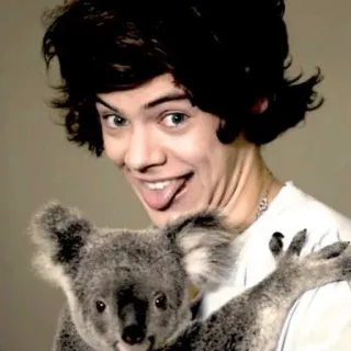 😝 Harry Styles Harry Styles, koala, celebrity, animal, singer, One Direction telegram sticker