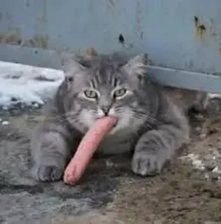 🌭 cat, sausage, animal, pet, food, gray cat, meme telegram sticker