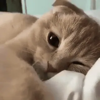 🥱 Katze, Tier, Haustier, Haustier, Säugetier, süß, Katzenartig whatsapp sticker