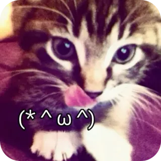 🐱 (* ^ ω ^) mèo, liếm, dễ thương, động vật, thú cưng, mèo con, đáng yêu telegram sticker