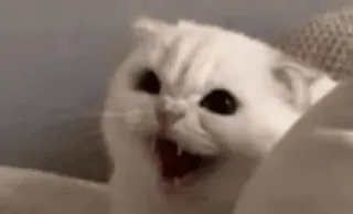 😻 cat, angry, hissing, white cat, pet, animal telegram sticker