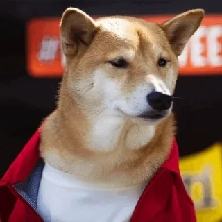 🐕 perro, shiba inu, mascota, animal, lindo whatsapp sticker