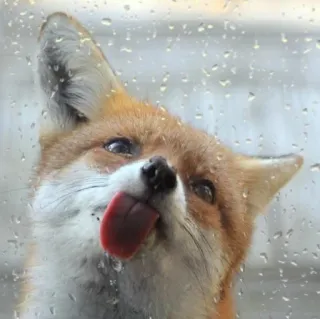 🦊 whatsapp sticker