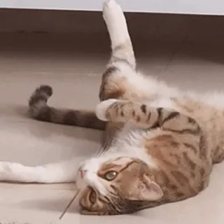 🙃 gatto, animale, animale domestico, felino, carino, domestico, gattino, mammifero telegram sticker