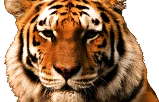 🐯 虎, 動物, 野生動物, 哺乳類, 猫, 捕食動物 telegram sticker