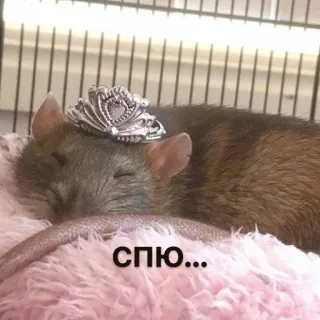 💤 сплю... หนู, เจ้าหญิง, มงกุฎ, น่ารัก, นอนหลับ telegram sticker