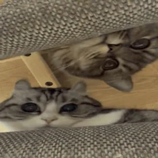 👀 gatto, gattino, animali, carino, animale domestico, gatto domestico telegram sticker