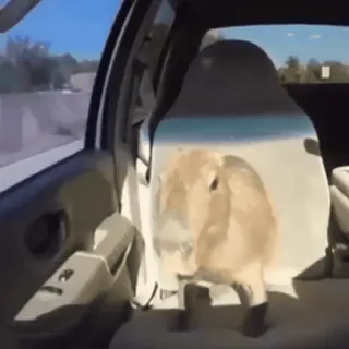 🚘 lapin, voiture, animal de compagnie, animal, conduite whatsapp sticker