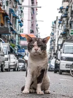 🎃 gato, rua, cidade, animal, animal de estimação whatsapp sticker