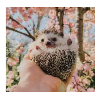 ☺️ ёж, животное, милый, природа telegram sticker
