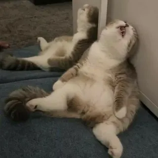 😴 Katze, erschöpft, faul, schlafend, entspannt telegram sticker