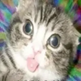 🤩 gato, lengua, gracioso, animal, lindo, meme telegram sticker