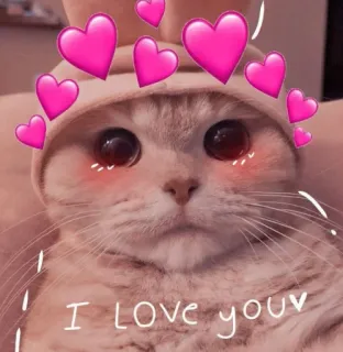 💖 I love your gatto, amore, cuore, carino, animale, animale domestico, San Valentino telegram sticker