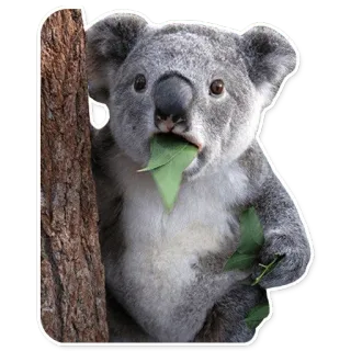 😱 koala, hewan, satwa liar, marsupial, imut, australia, alam, daun whatsapp sticker