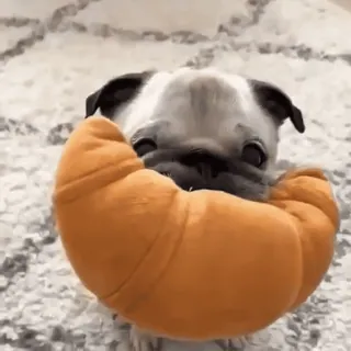 🥐 mops, pies, zwierzę, croissant, zabawka, słodki, zwierzę telegram sticker