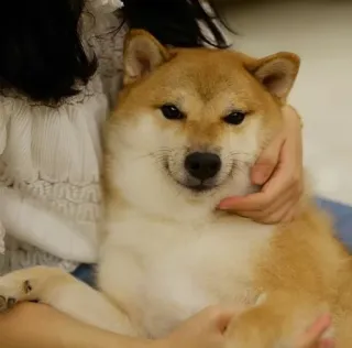 ❤️ shiba inu, dog, cute, pet, animal, domestic telegram sticker