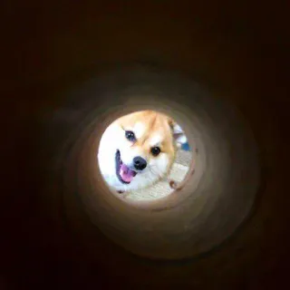 👋 Hund, Shiba Inu, Tier, Haustier, süß, Tunnel telegram sticker