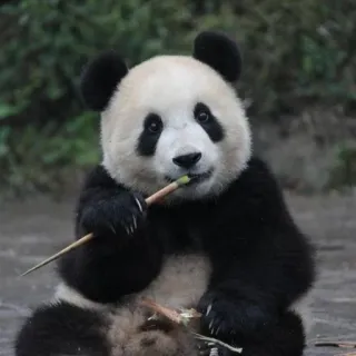 🐼 Panda, Animal, Ours, Faune, Mignon, Bambou, Nature whatsapp sticker