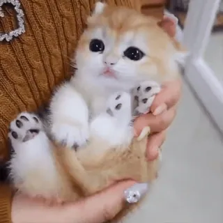 🎈 kitten, cute, cat, pet, animal, fluffy, small cat telegram sticker