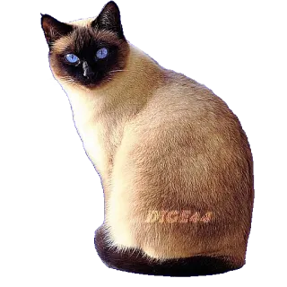 🐱 DIGE43 cat, siamese cat, animal, domestic animal, pet, feline, blue eyes telegram sticker