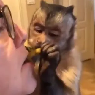 🍟 singe, animal, primate, manger, mignon telegram sticker