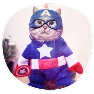 🤓 Captain America cat, superhero, captain america, marvel, costume, animal telegram sticker