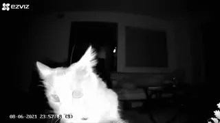 🤨 кот, домашнее животное, животное, ночное видение, камера видеонаблюдения whatsapp sticker