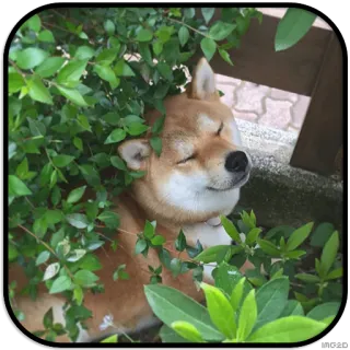 😇 dog, shiba inu, happy, leaves, cute, animal telegram sticker