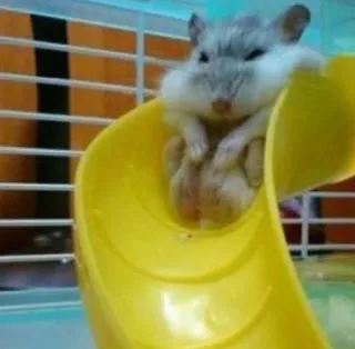 😑 hamster, rongeur, animal de compagnie, cage, animal, mignon, toboggan jaune, drôle telegram sticker