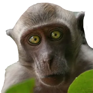 😯 猴子, 动物, 灵长类, 野生动物, 猿 telegram sticker