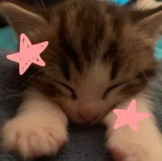 😴 새끼 고양이, 고양이, 자는, 동물, 별, 귀여운, 반려동물, 애완 동물 telegram sticker