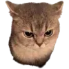 🐈‍⬛