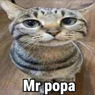 ☺️ Mr popa mèo, thú cưng, động vật, mèo mướp telegram sticker