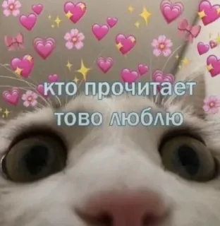 ❤️ кто прочитает
тово люблю cat, hearts, love, cute, animal telegram sticker