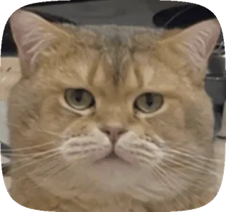 😐 kot, zwierzę domowe, zwierzę, kotowaty, kot domowy, złoty kot telegram sticker