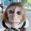 Манки пон @TgEmojis telegram emojis 🌏
