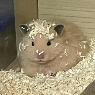 🫠 hamster, rongeur, animal de compagnie, mignon, animal, petit animal telegram sticker