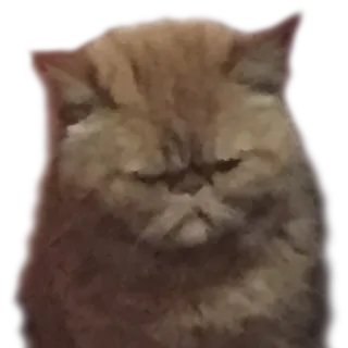 котеки telegram stickers