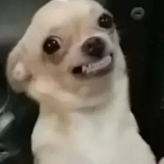 😬 perro, chihuahua, lindo, animal, meme telegram sticker